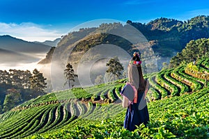 Woman wearing hill tribe dress in strawberry garden on Doi Ang Khang , Chiang Mai, Thailand.