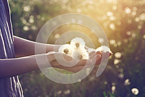 Woman wearing linen dress standing in sunlight holding beautiful dandelion flowers