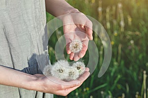 Woman wearing linen dress standing in sunlight holding beautiful white dandelion flowers, copy space, sunny blurred green grass fi