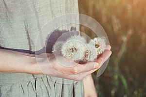 Woman wearing linen dress standing in sunlight holding beautiful white dandelion flowers, copy space, sunny blurred green grass fi