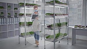 woman wearing medical mask examines growth conditions of organic plants in a container on shelves in greenhouse