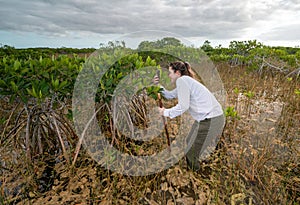 Woman wet hiking in dwarf mangrove forest in Everglades National Park.