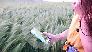 Woman wheat field. Agronomist check unripe barley spikes in cultivated field, takes notes to smartphone. Closeup of