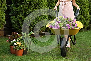 Woman with wheelbarrow working in garden