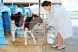 Woman in white feeds little cute calf in stall in