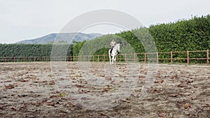 Woman on white horse doing horseback riding.