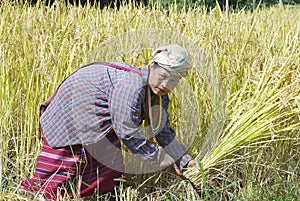 Woman of the White Karen hill tribe harvests rice at the field in Chiang Mai, Thailand.