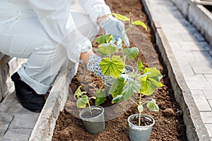 A woman in a white overalls prepares to plant a young cucumber seedling. P