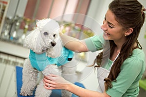 woman and white poodle. Dog gets hair cut at Pet Spa Grooming Salon. Closeup of Dog. groomer concept.the dog has a haircut.