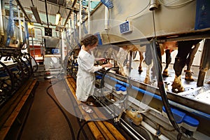Woman in white robe operates machine for milking