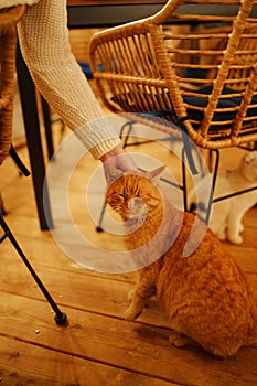 A woman in a white sweater strokes a ginger cat in a cafe in the evening.