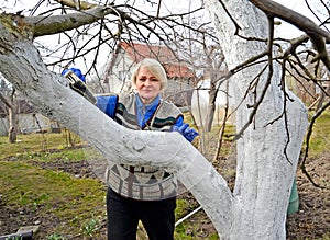 A woman whitens the trunk of a fruit tree. Spring garden work