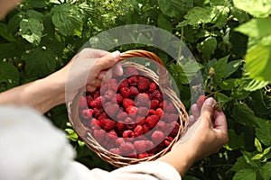 Woman with wicker basket picking ripe raspberries from bush outdoors, closeup