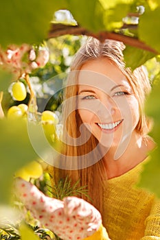 Woman winegrower picking grapes