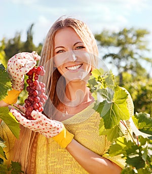 Woman winegrower picking grapes