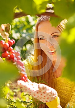 Woman winegrower picking grapes