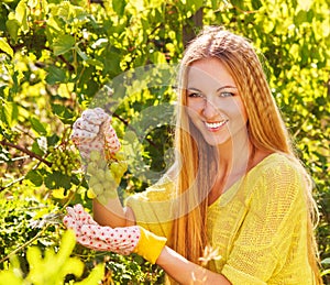 Woman winegrower picking grapes at harvest time