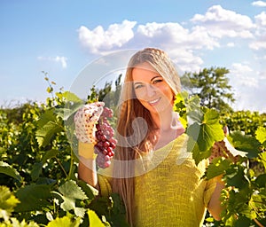 Woman winegrower picking grapes at harvest time