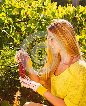 Woman winegrower picking grapes at harvest time