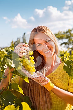 Woman winegrower picking grapes at harvest time