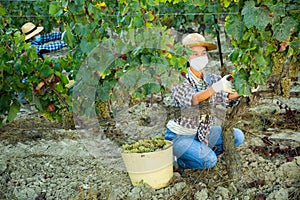 Woman winemaker in medical mask picking harvest of grapes