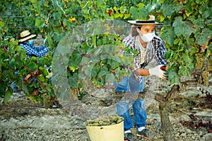 Woman winemaker in medical mask picking harvest of grapes