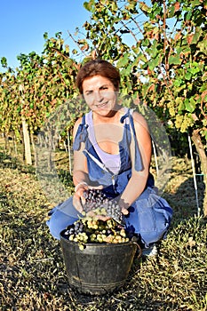 Woman winemaker picking grapes in her vineyard