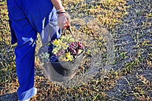Woman winemaker picking grapes in her vineyard