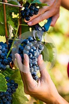 Woman winemaker picking wine grapes