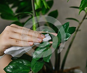 A woman wiping household dust from the leaves of houseplants with a soft cloth. Zamiokulkas is flower for the home