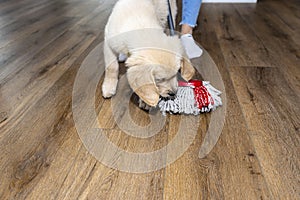 A woman wiping piss on a puppy off modern water resistant vinyl panels with a mop, next to a disturbing puppy. photo