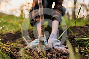 a woman in work gloves planting a young tree in the garden. Photograph without a face