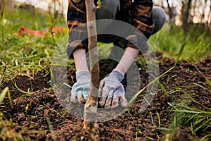 a woman in work gloves planting a young tree in the garden. Photograph without a face