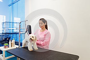 Woman At Work In Pet Store And Grooming Dog