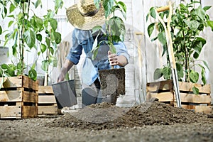 Una mujer en verdura jardín manos plantando joven planta sobre el suelo llevar cuidado planta crecimiento 