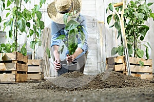 Woman work in the vegetable garden with hands repot and planting a young plant on soil, take care for plant growth