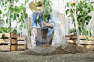 Woman work in the vegetable garden with hands repot and planting a young plant on soil, take care for plant growth, healthy
