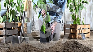 Woman work in vegetable garden place sweet pepper plant from the pot in the ground so that it can grow, near wooden boxes full of