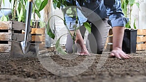 Woman work in vegetable garden place sweet pepper plant from the pot in the ground so that it can grow, near wooden boxes full of