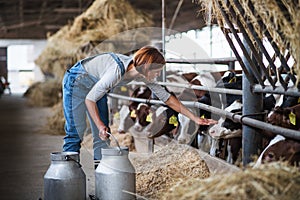 Woman worker with cans working on diary farm, agriculture industry.