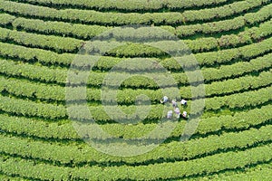 Woman worker picking tea leaves at a tea plantation in north