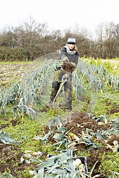 Woman Working on a Farm Field Uprooting Leeks for Harvest