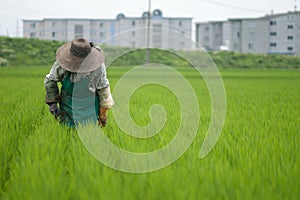Woman working in the fields