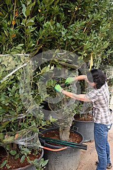 Woman working in the garden center,