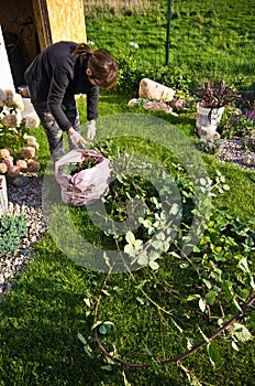 Woman working in a garden, cutting excess twigs of plants