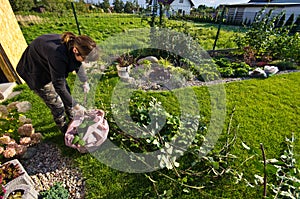 Woman working in a garden, cutting excess twigs of plants