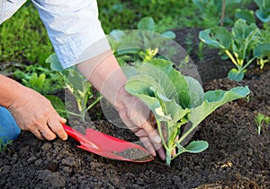 Woman working in the garden. Planting of cabbage.