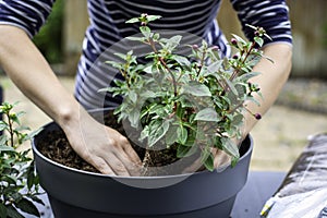 Woman working in a garden planting young flower plants in a planter