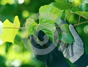 Woman working in gardening, grape leaf