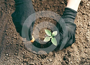 Woman in working gloves working in ground with gardening tools, plants a plant